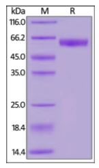 Human PD-1, Fc Tag, low endotoxin (HPLC-verified) on SDS-PAGE under reducing (R) condition. The gel was stained overnight with Coomassie Blue. The purity of the protein is greater than 95%.
